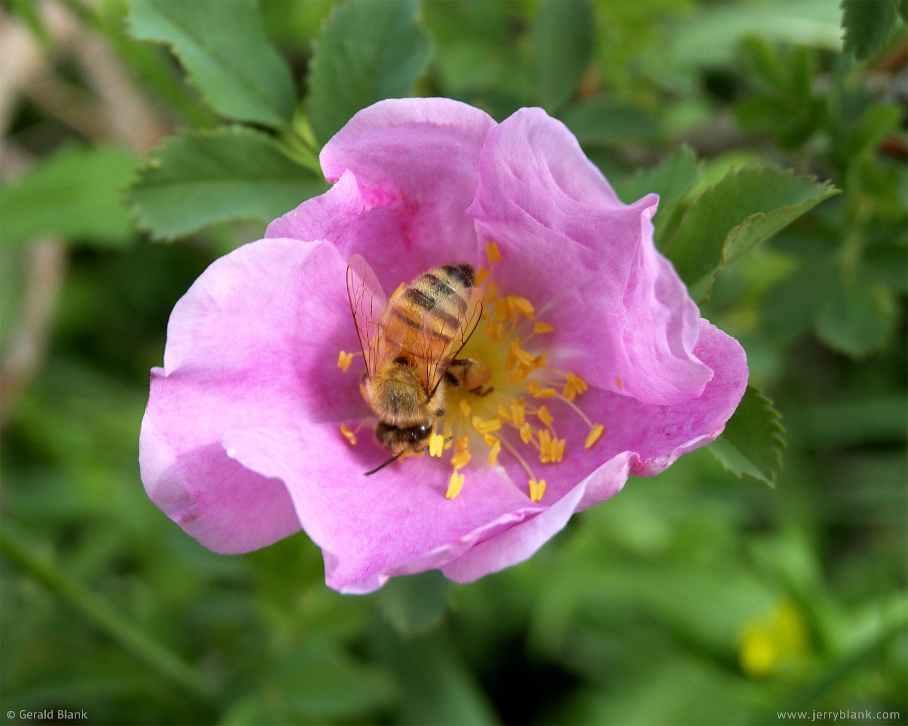 #00002 - Bee on wild rose, Little Missouri National Grassland, McKenzie County, North Dakota - photo by Jerry Blank