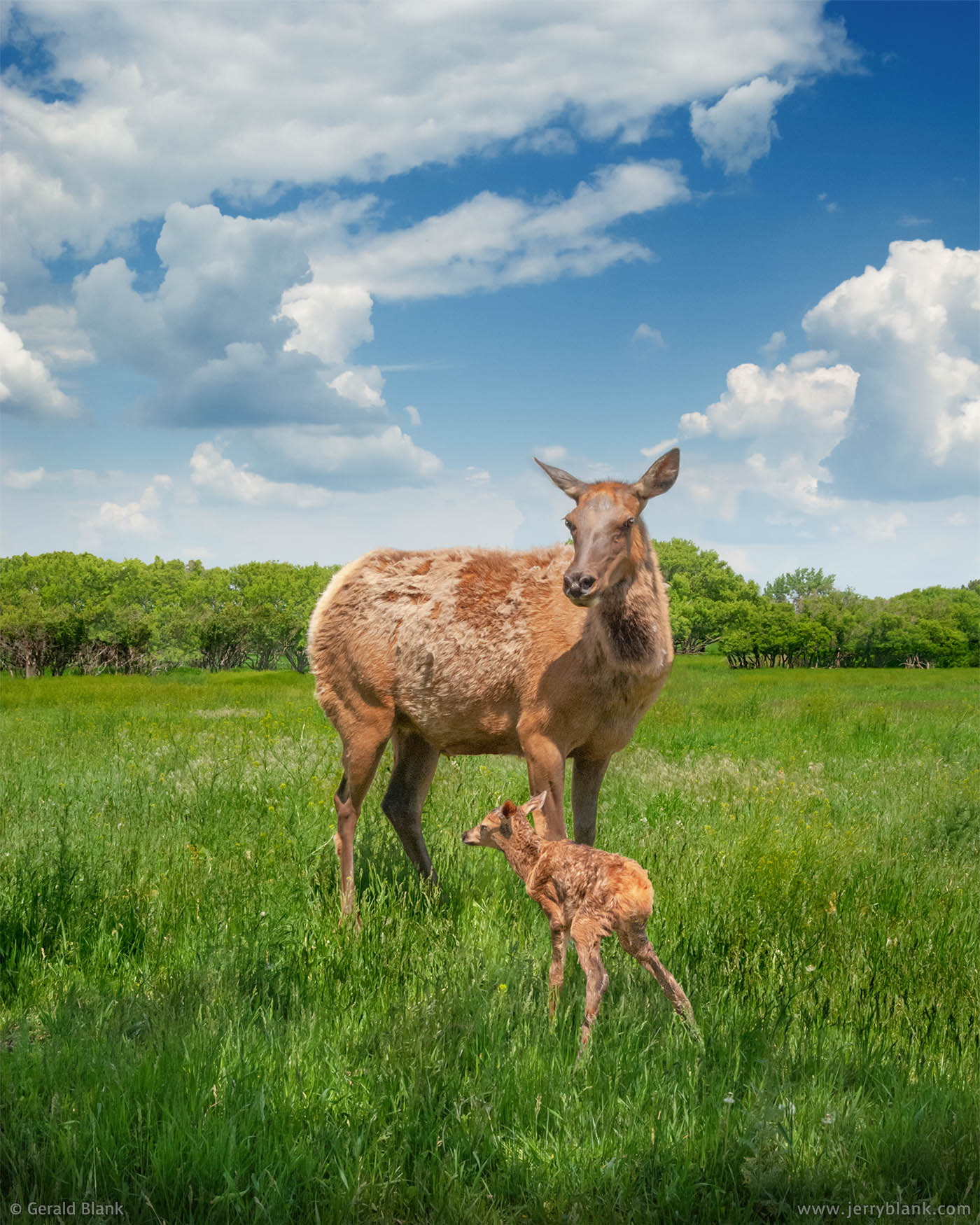 #00160 - A newborn elk calf with its mother, on the west side of the Killdeer Mountains in Dunn County, North Dakota - photo by Jerry Blank