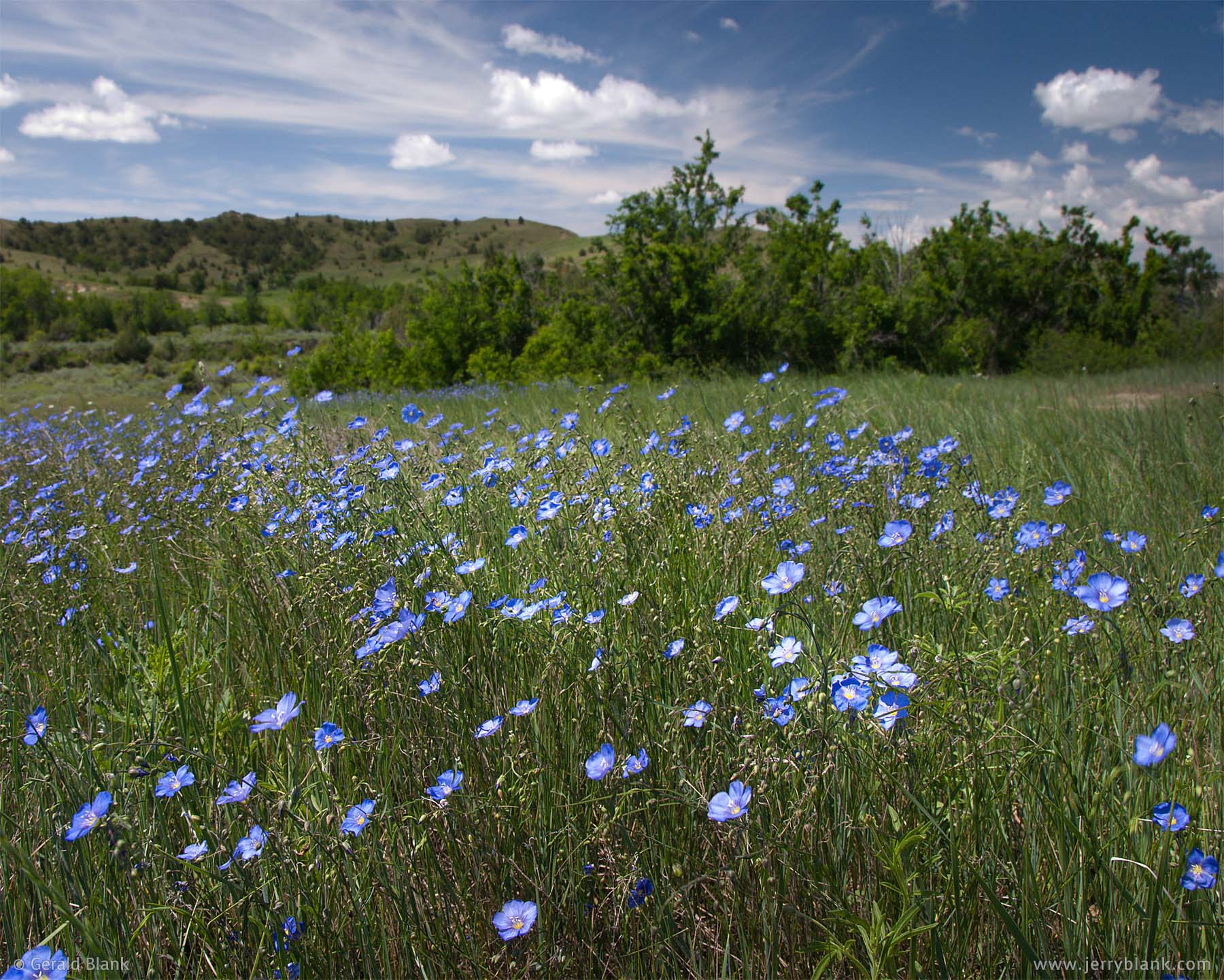 In late spring, wild blue flax (Linum lewisii) fills a meadow in the Little Missouri River bottom, Billings County, North Dakota - photo by Jerry Blank