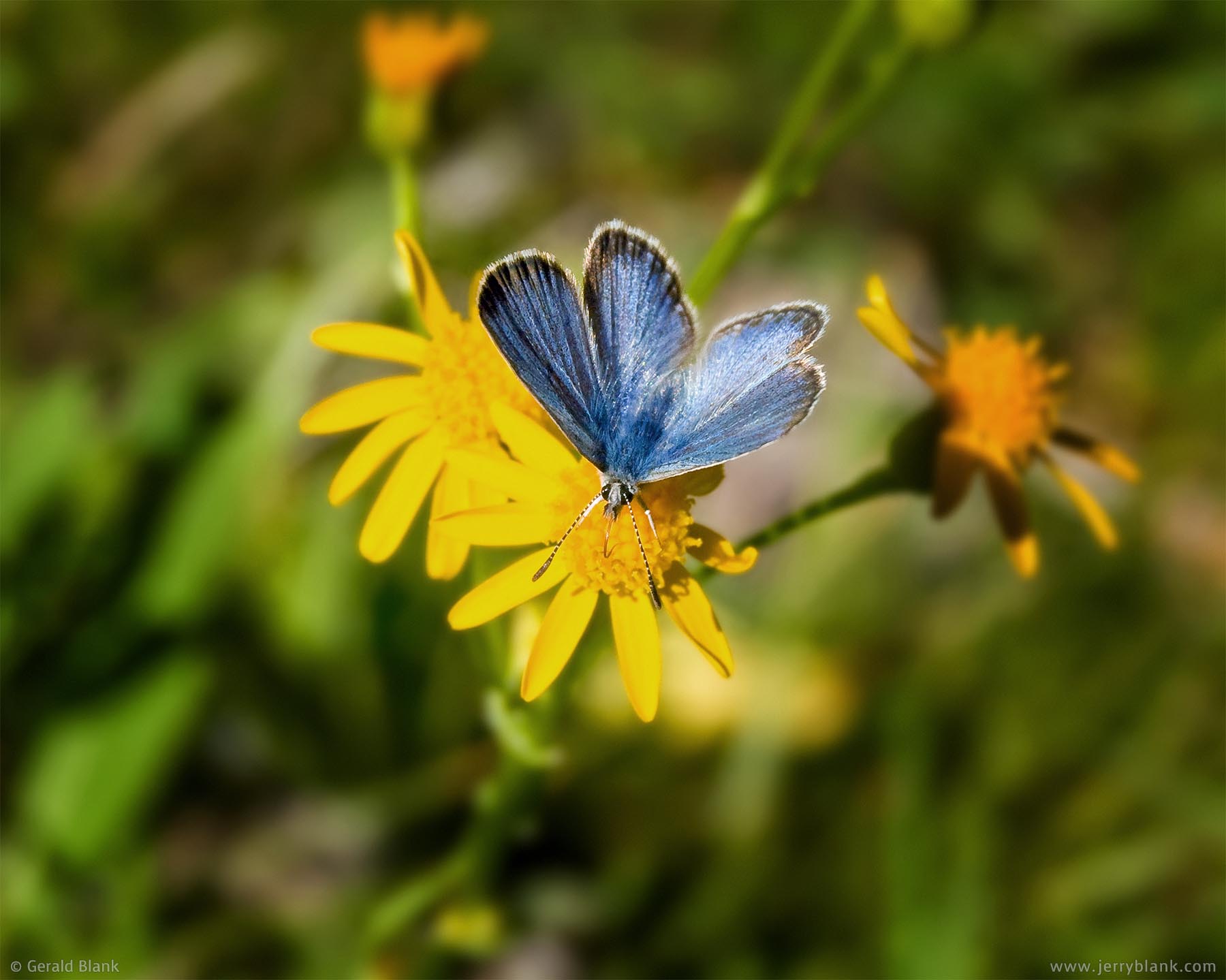 #00837 - A blue copper butterfly feeding at a yellow groundsel, in Montana’s Custer Gallatin National Forest