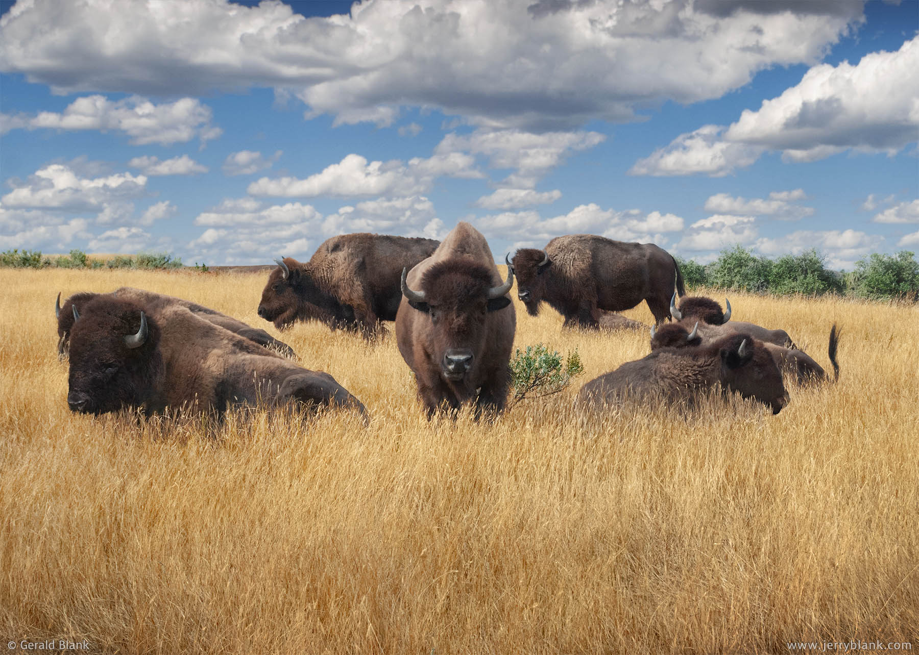 #02531 - A group of bison poses for the camera near the Painted Canyon Nature Trail in Theodore Roosevelt National Park, North Dakota - photo by Jerry Blank