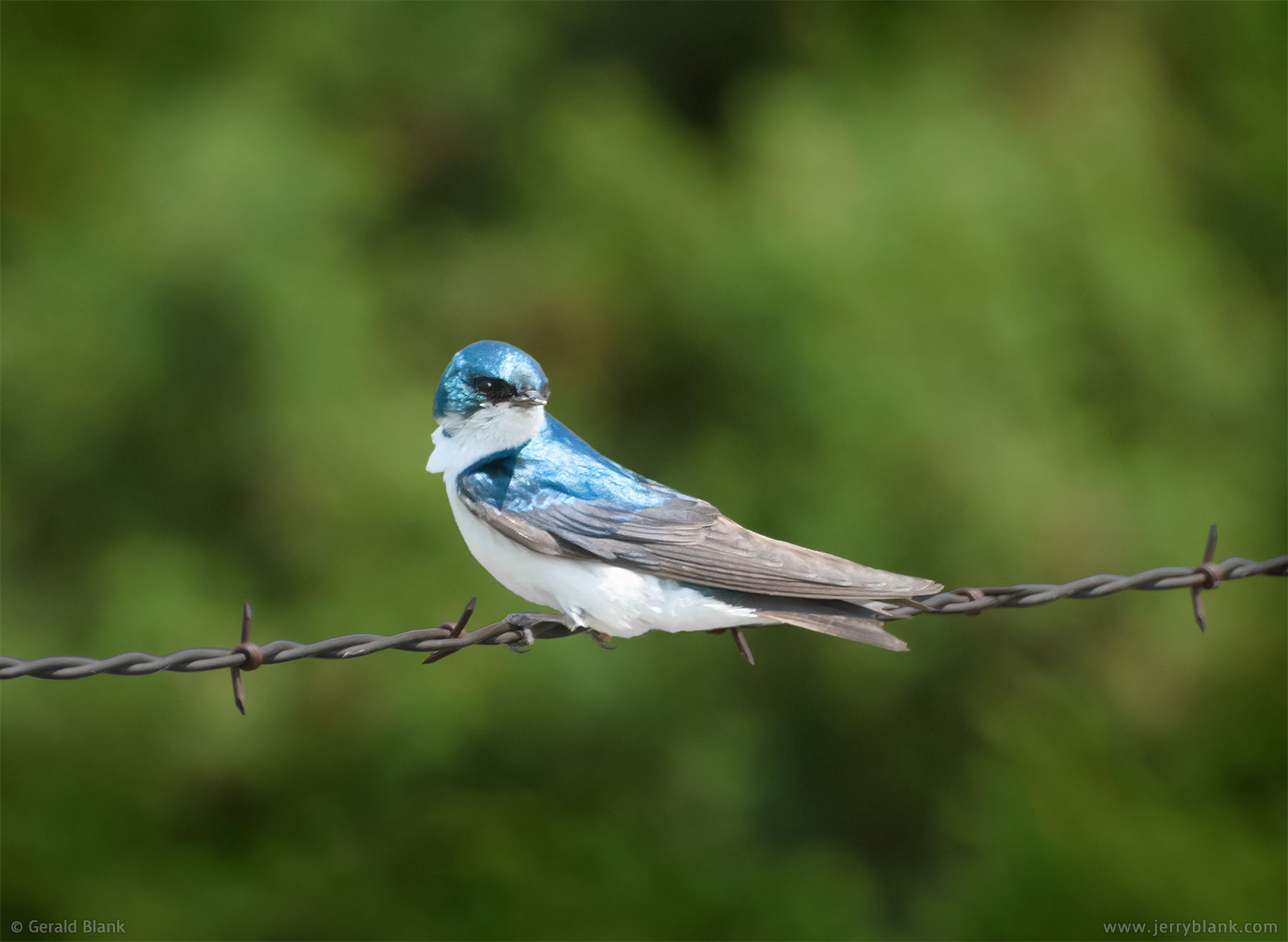 #05048 - A tree swallow (Tachycineta bicolor) perches on a fence at Lund’s Landing, on the north shore of Lake Sakakawea in Williams County, North Dakota - photo by Jerry Blank