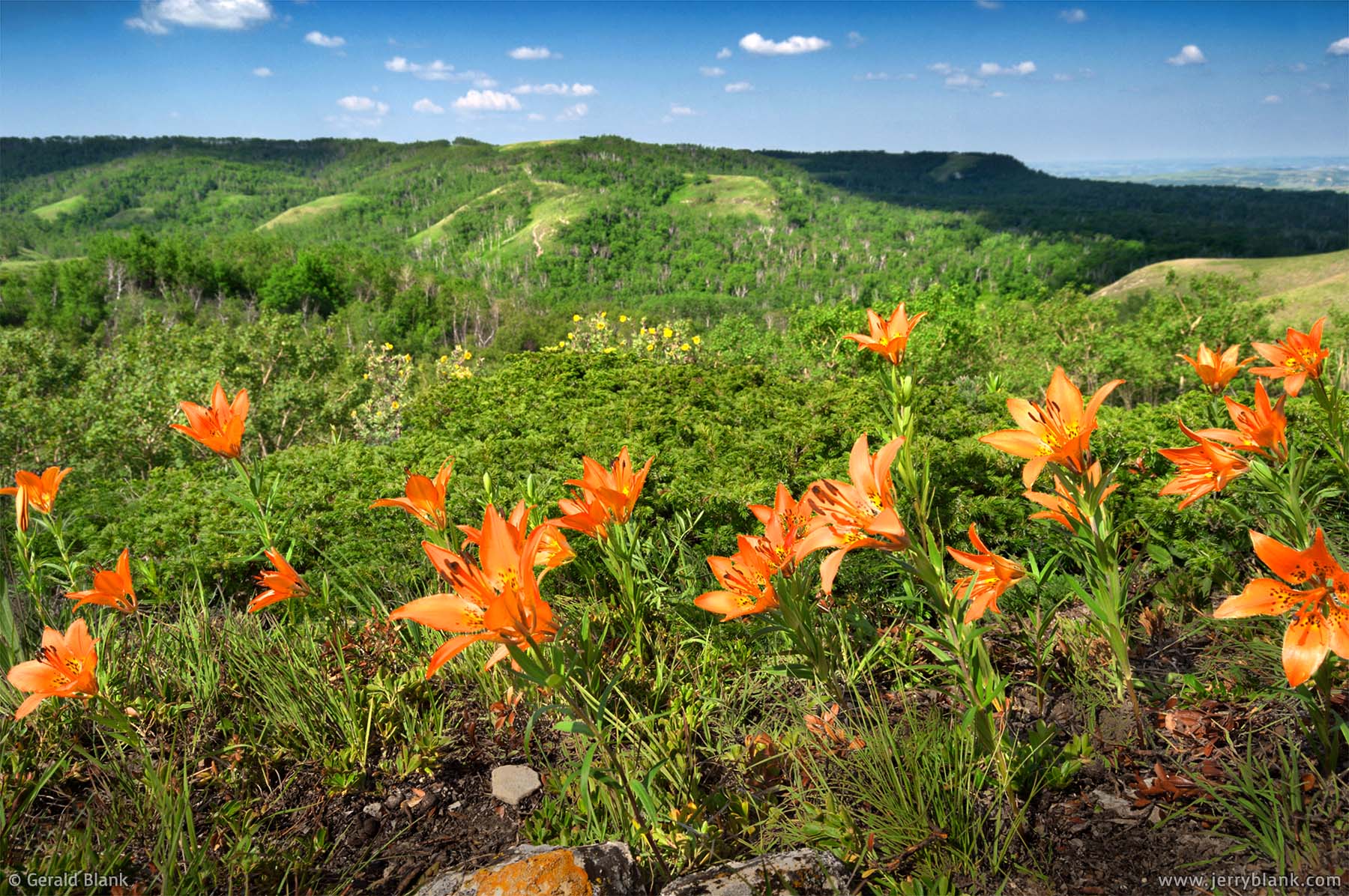 #05185 - Beautiful orange prairie lilies bloom in July, on a sunny patch of the Killdeer Mountains in North Dakota - photo by Jerry Blank