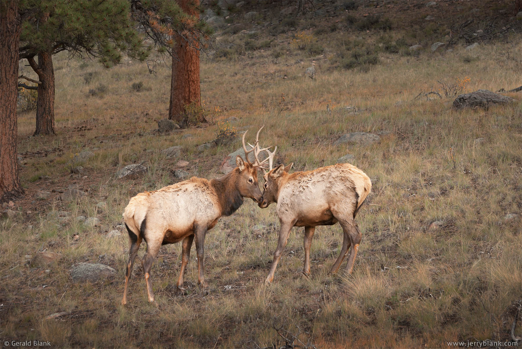 #06422 - A pair of juvenile elk engage in playful sparring, in the Moraine Park area of Rocky Mountain National Park, Estes Park, Colorado - photo by Jerry Blank