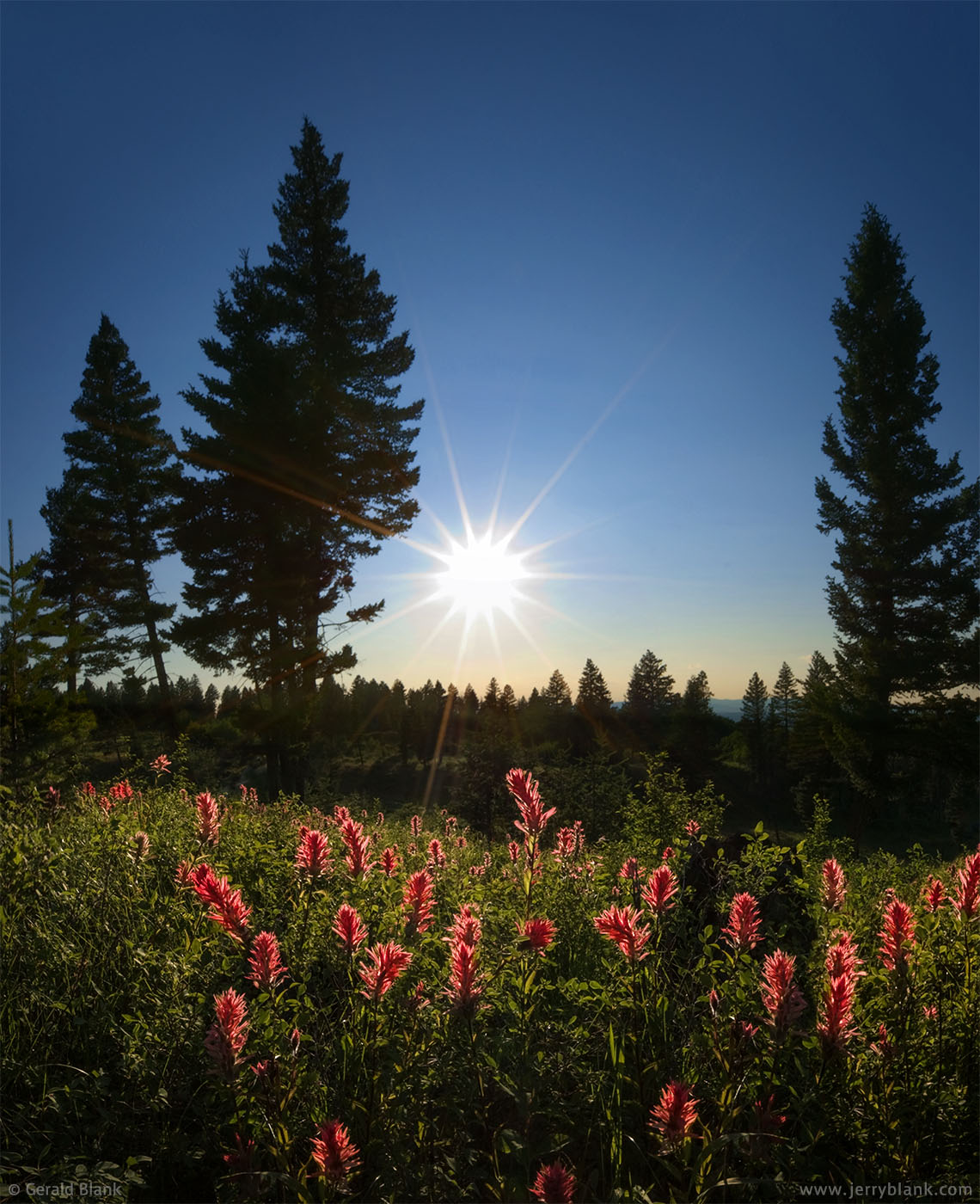 #08867 - Wildflowers: The setting sun backlights red paintbrush on the west side of the Bridger Mountains, Custer Gallatin National Forest, Montana - photo by Jerry Blank