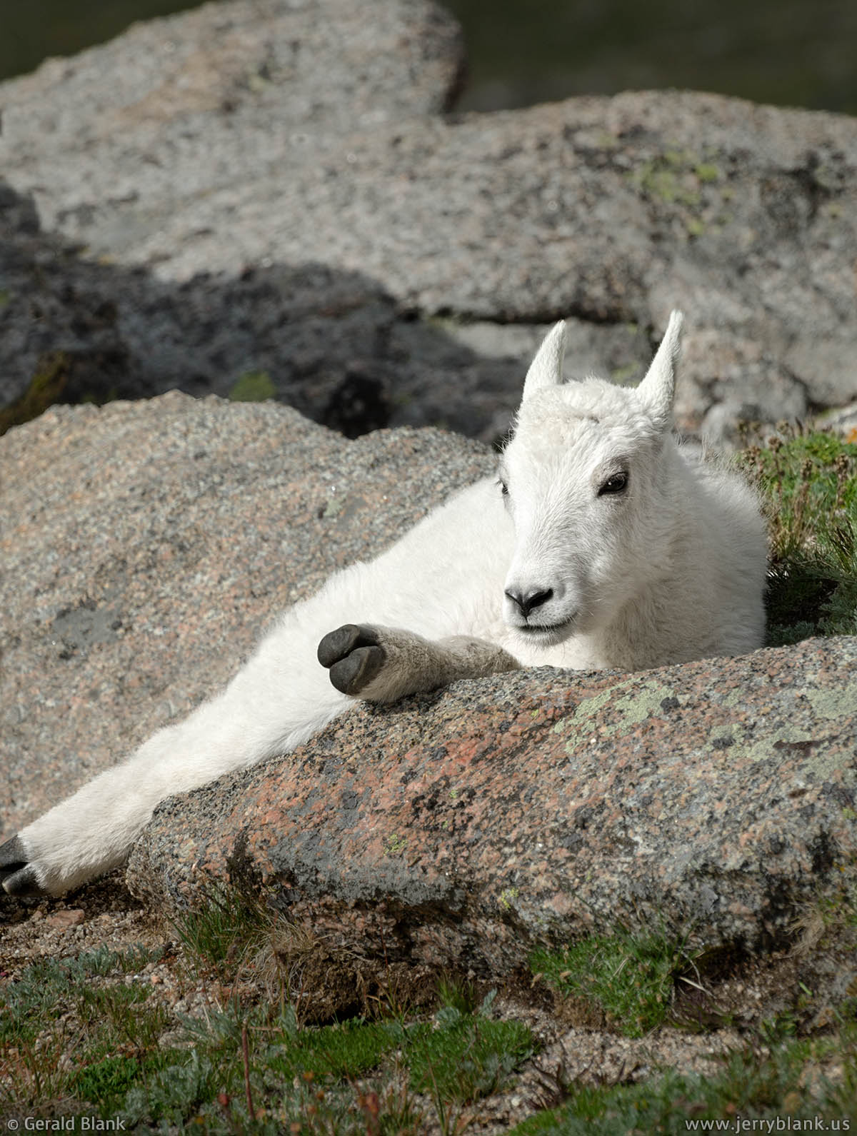 #20530 - A mountain goat kid rests in the sun on Mount Evans, Colorado - photo by Jerry Blank