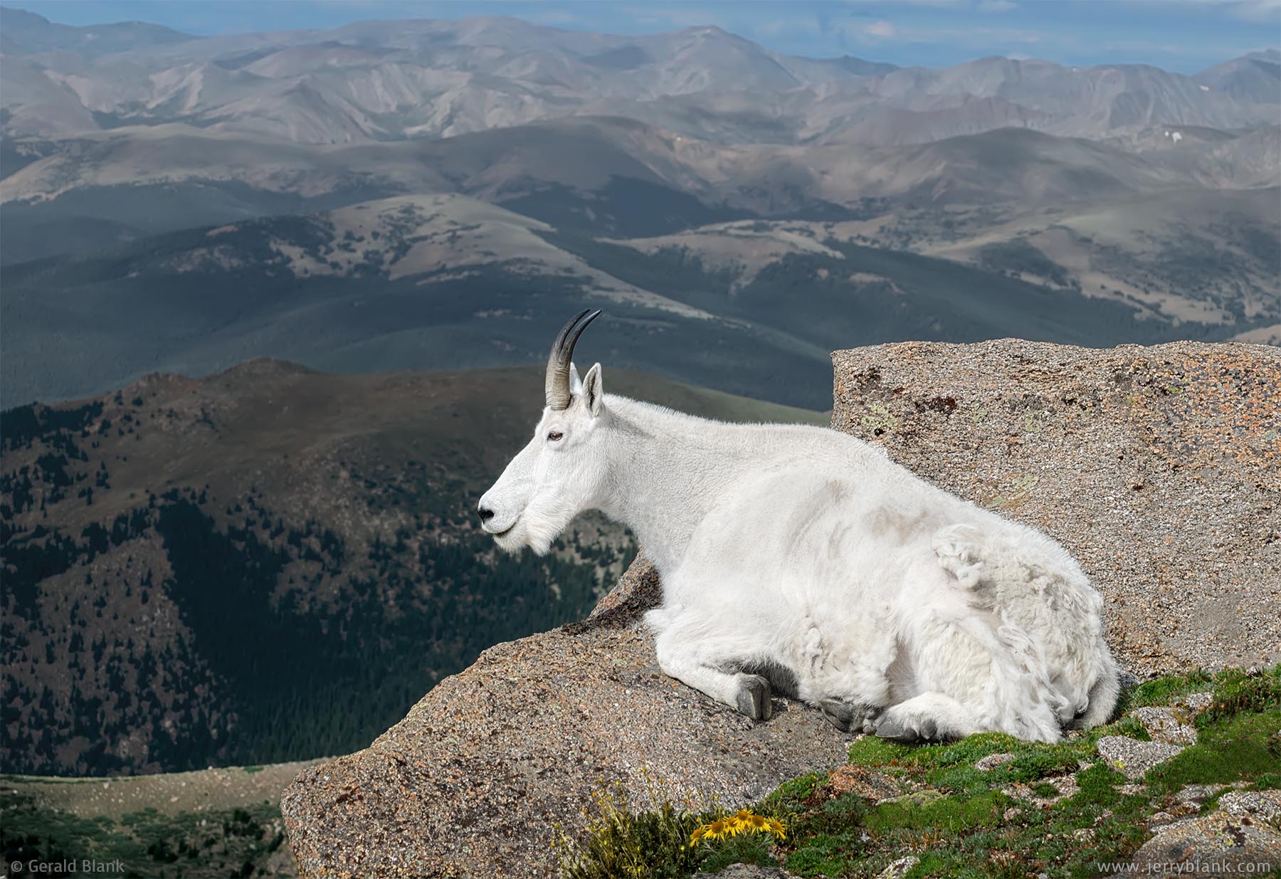 #20537 - A mountain goat enjoys the view from Mount Evans, Colorado - photo by Jerry Blank