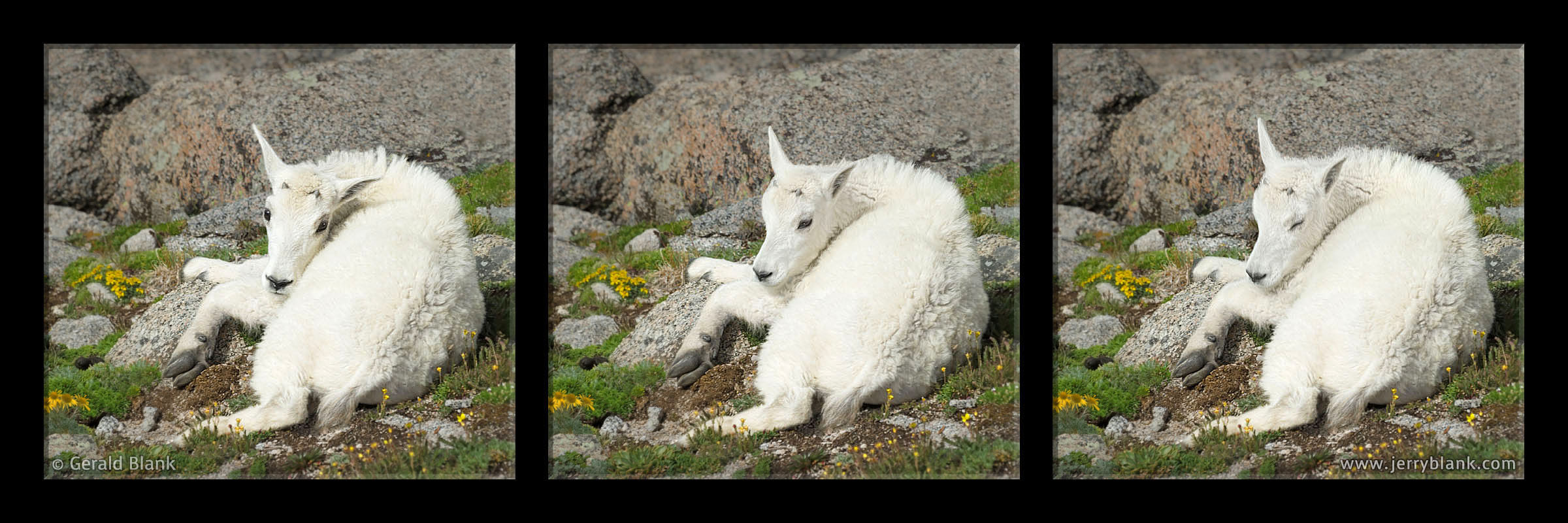 #20555p - A mountain goat kid rests in the sun on Mount Evans, Colorado - photo by Jerry Blank