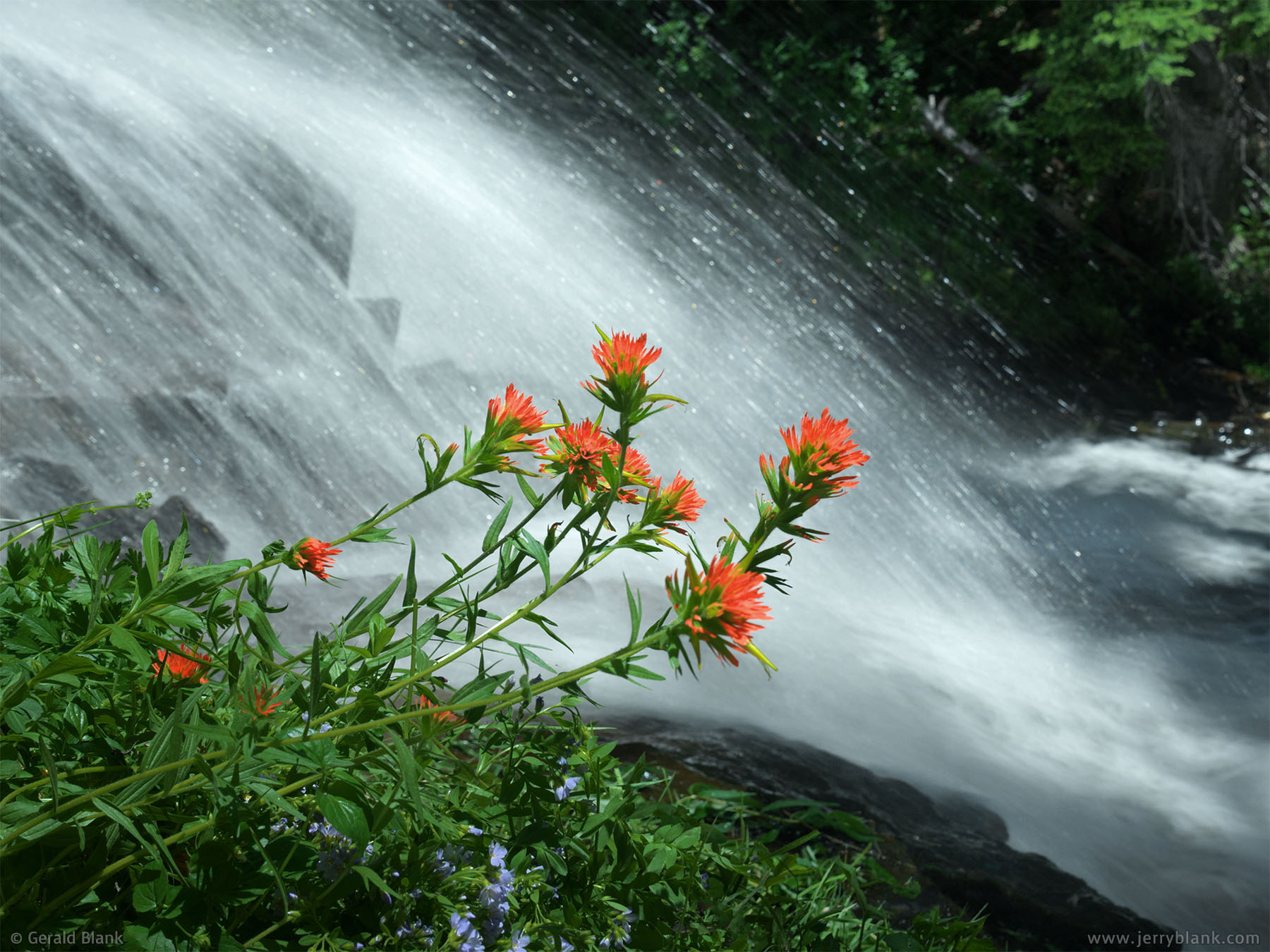 #37148 - Red-orange Indian paintbrush growing near Umbrella Falls on the East Fork of the Hood River, Mount Hood Meadows, Oregon - photo by Jerry Blank