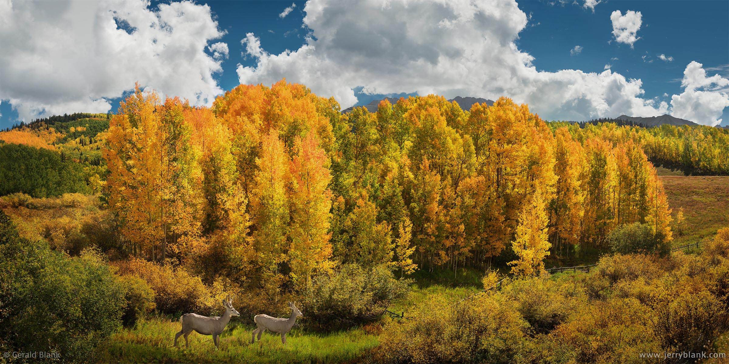 >#48148 - Two young mule deer bucks graze beneath colorful aspen trees along Colorado Hwy. 145, south of Telluride Mountain Village - photo by Jerry Blank