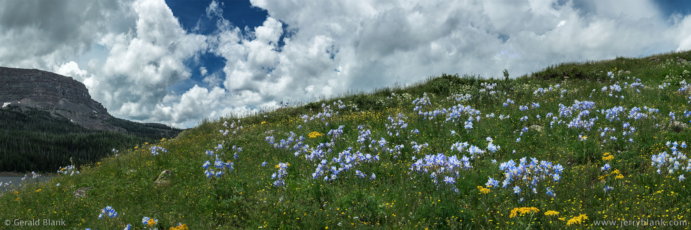 #60148 - Rocky Mountain columbines, goldeneye, and arnica cover the meadows above the north shore of Stillwater Reservoir, in Colorado’s Flat Tops National Wilderness Area - photo by Jerry Blank