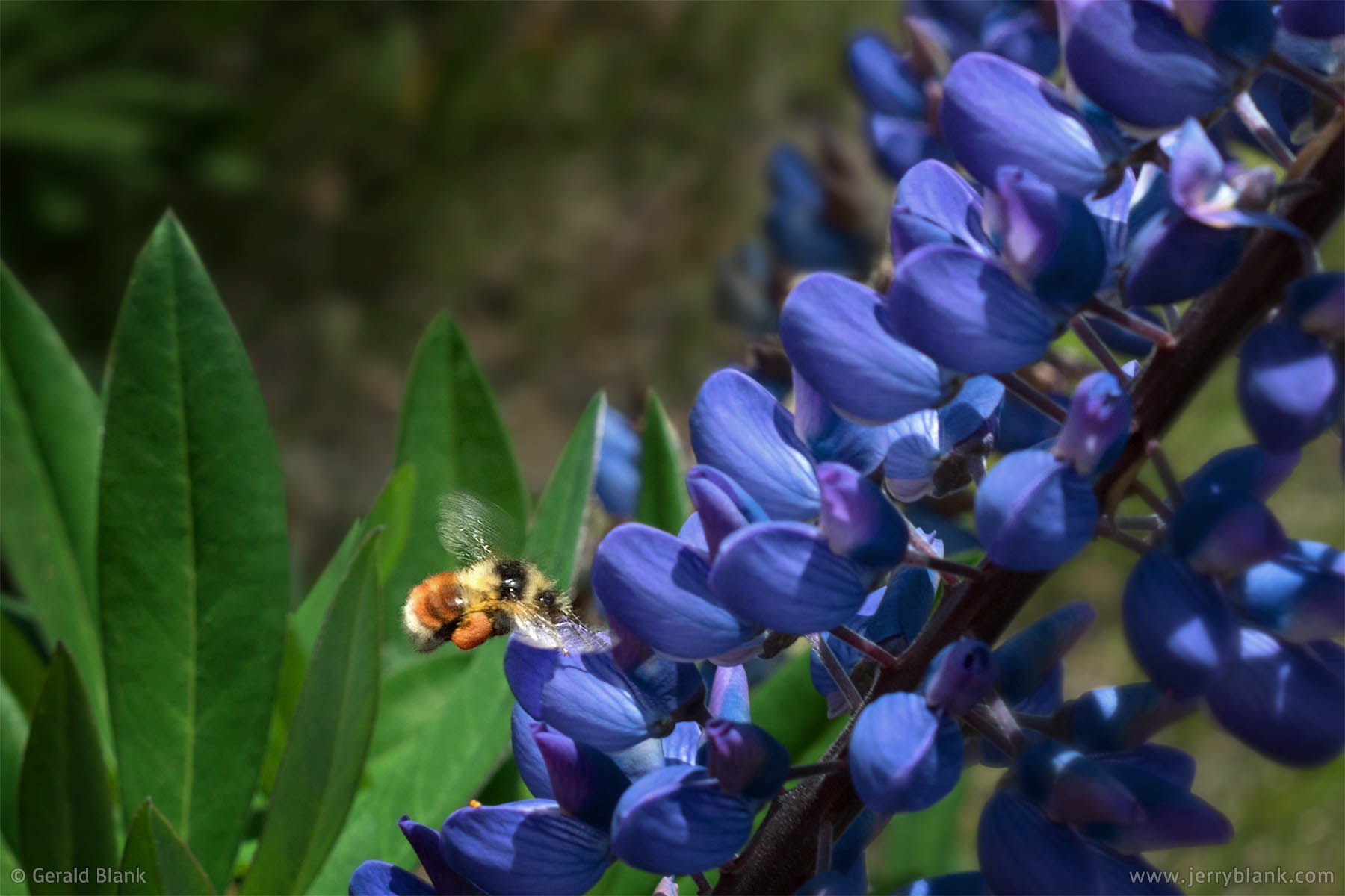 #63000 - A bee gathers nectar from lupines blooming near Berthoud Pass, Colorado - photo by Jerry Blank