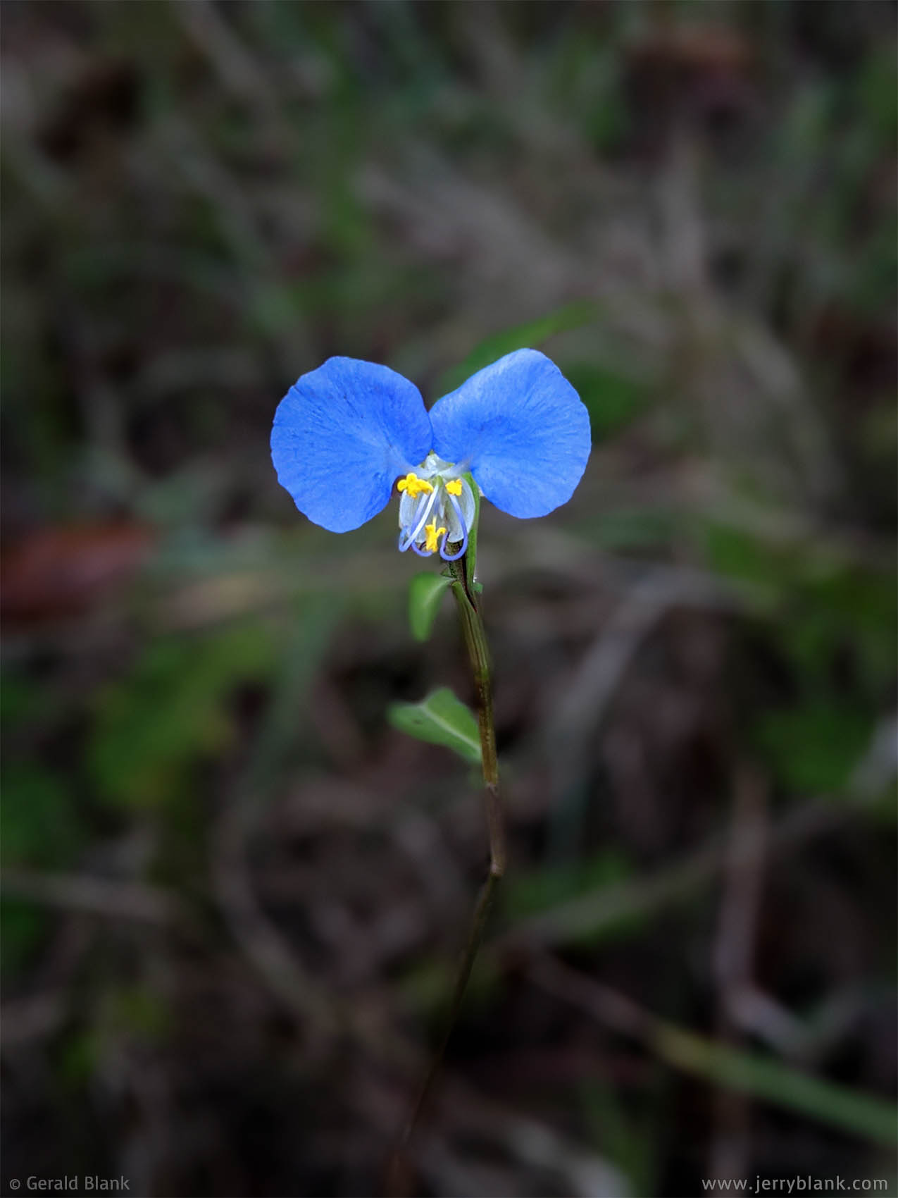 #69994 - A blue dayflower (Commelina communis), near a trail in the Hills of Minneola, Lake County, Florida - photo by Jerry Blank