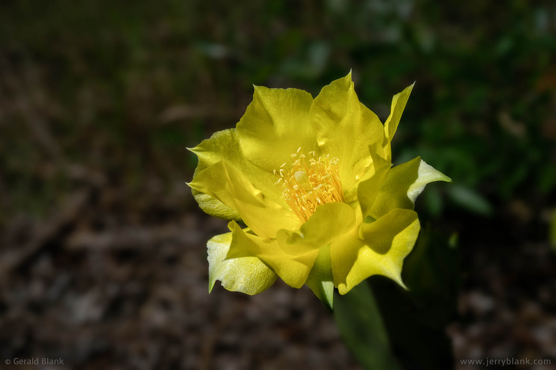 #70030 - Eastern prickly pear cactus (Opuntia humifusa), flowering in the Hills of Minneola, Lake County, FL - photo by Jerry Blank