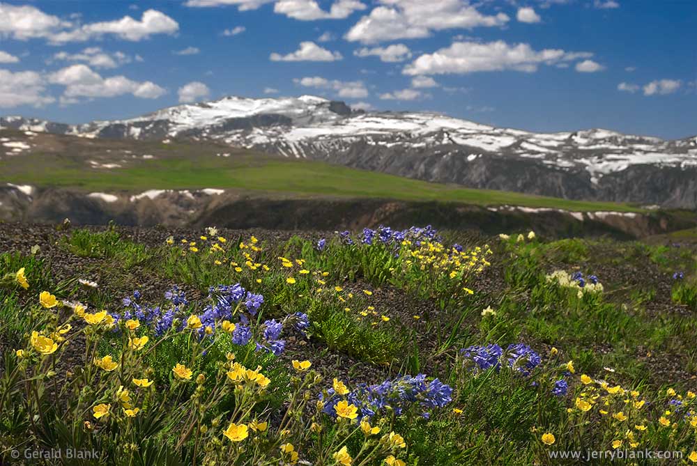 #00504-Snow cinquefoil and sky pilots blooming in an alpine meadow near Beartooth Pass, Wyoming, looking toward Hellroaring Plateau