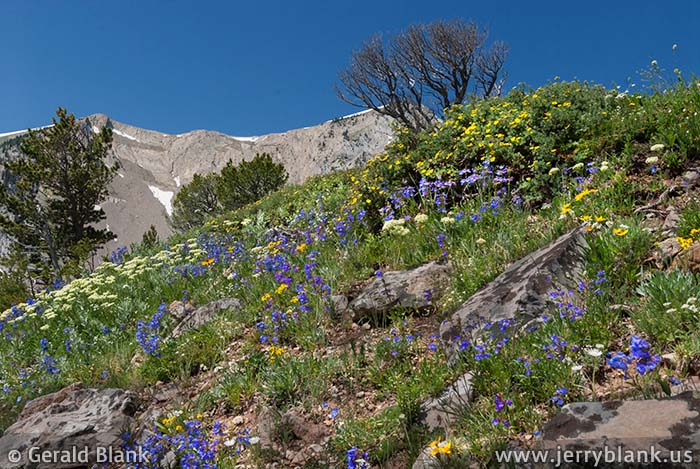 #09451 - An amazing subalpine wildflower garden covers the slopes east of Hardscrabble Peak in Montana’s Bridger Range - photo by Jerry Blank