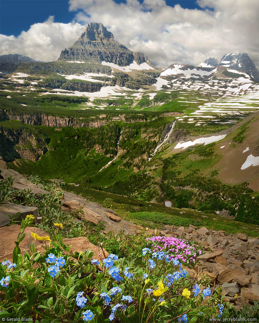 #00042 - Looking toward Reynolds Mountain and the Continental Divide, tiny alpine wildflowers spring to life on the southwest slope of Piegan Mountain in Glacier National Park, Montana - photo by Jerry Blank