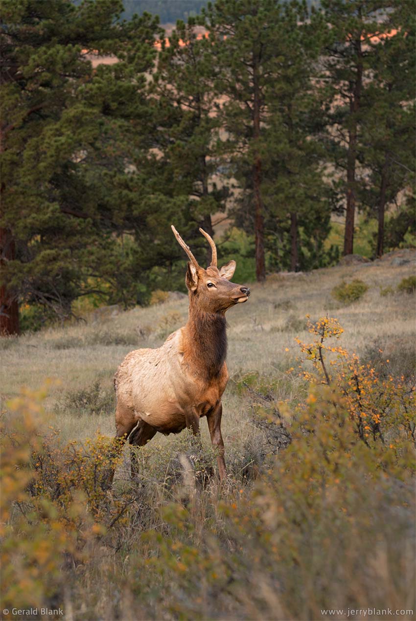 #06416 - A juvenile elk on the alert, on a hillside in the Moraine Park area of Rocky Mountain National Park, near Estes Park, Colorado - photo by Jerry Blank