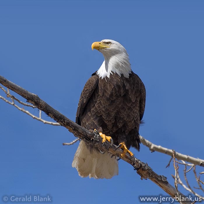 #07306 - Bald eagle at Mill Creek, north of Yellowstone National Park, Montana - photo by Jerry Blank