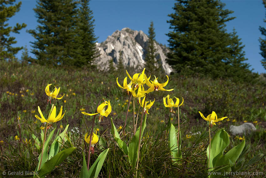 #07986 - Glacier lilies carpet the slopes below Ross Peak in Montana, as the snow recedes in June - photo by Jerry Blank
