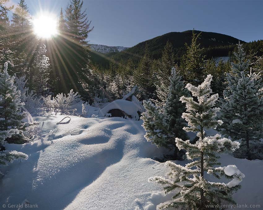 #12573 - Frost on spruce trees at Wright Gulch near the East Boulder River, in Montana’s Beartooth Mountains - photo by Jerry Blank