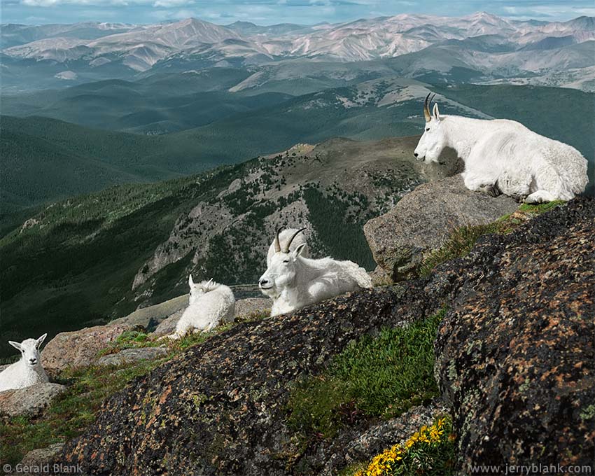 20510 - Mountain goats with kids on the southern face of Mount Evans, Colorado - photo by Jerry Blank