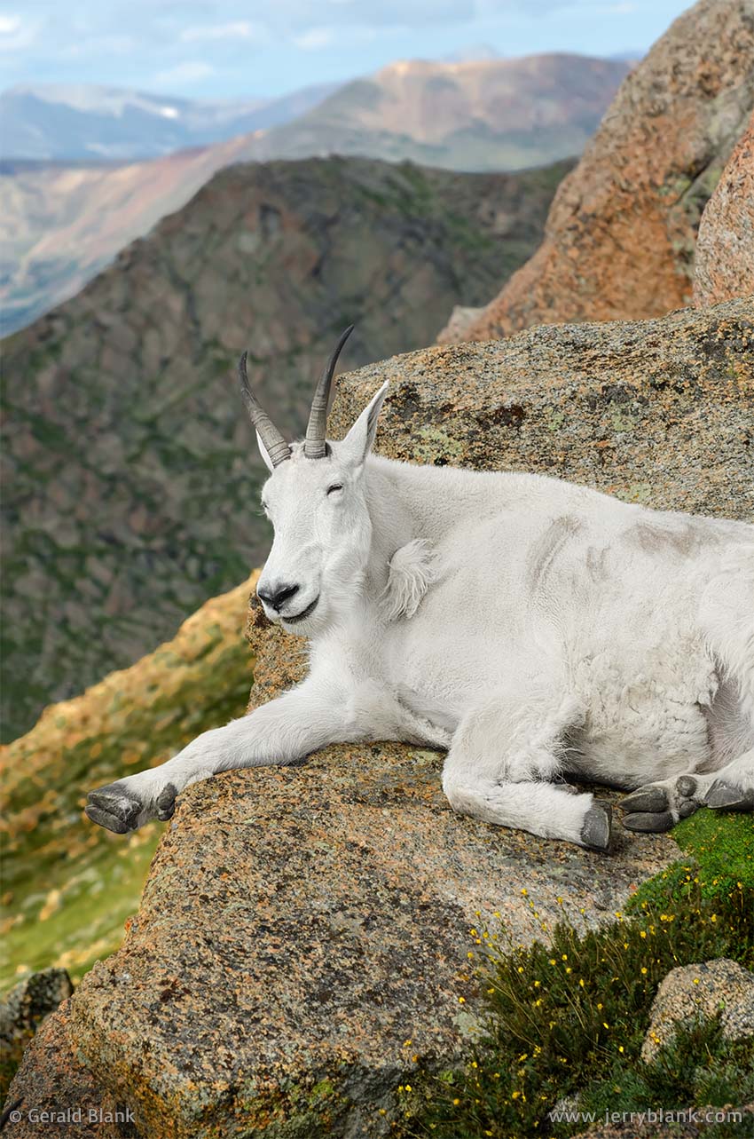 #20566 - A mountain goat relaxing on the slopes of Mount Evans, Colorado - photo by Jerry Blank