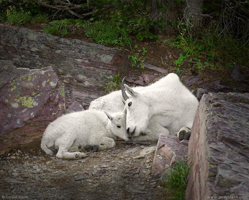 #25570 - A mountain goat kid rests with its mother in the shade on a summer afternoon - photo by Jerry Blank