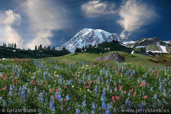 #39520 - Subalpine wildflowers at Paradise Meadows, below Paradise Glacier on Mount Rainier in Washington, are set aglow by the evening sun - photo by Jerry Blank