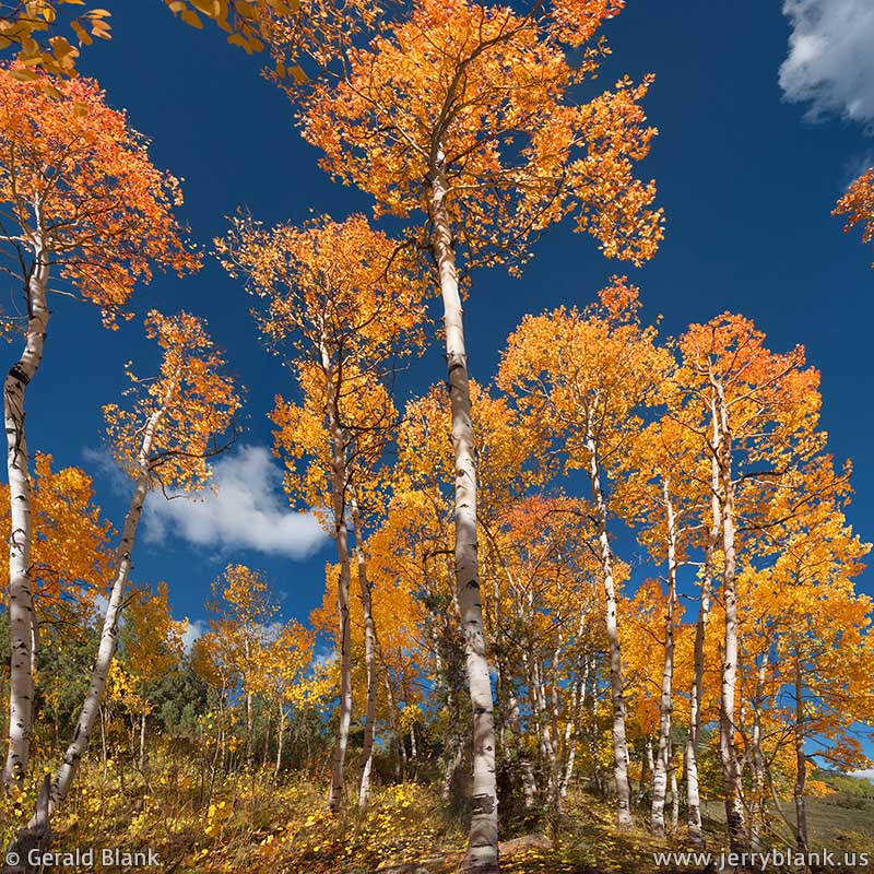 #45038 - Inside a grove of red-orange aspen trees near Dallas Divide, San Miguel County, Colorado - photo by Jerry Blank