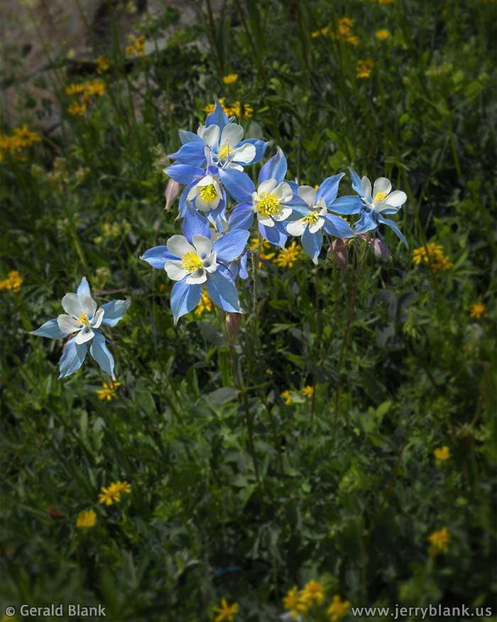 #59932 - Rocky Mountain columbines abound in the summer, above Stillwater Reservoir in Colorado’s Flat Tops National Wilderness Area - photo by Jerry Blank