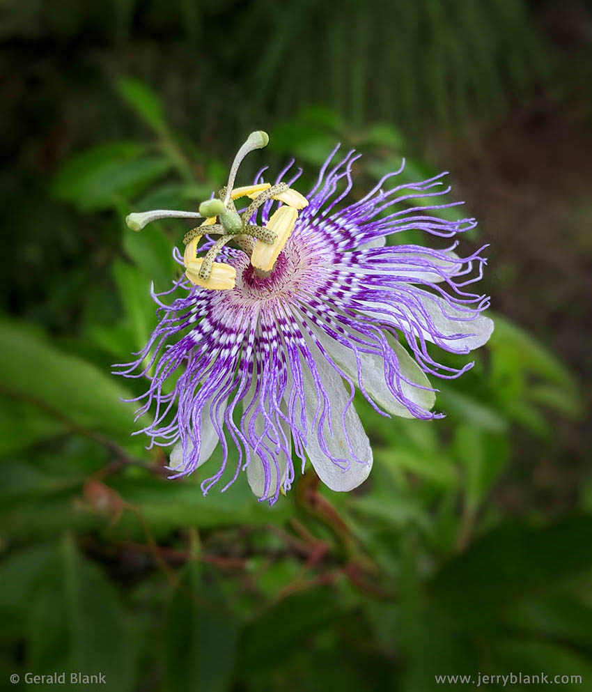 #70011 - A purple passionflower vine (Passiflora incarnata), growing in the Hills of Minneola in Lake County, Florida - photo by Jerry Blank