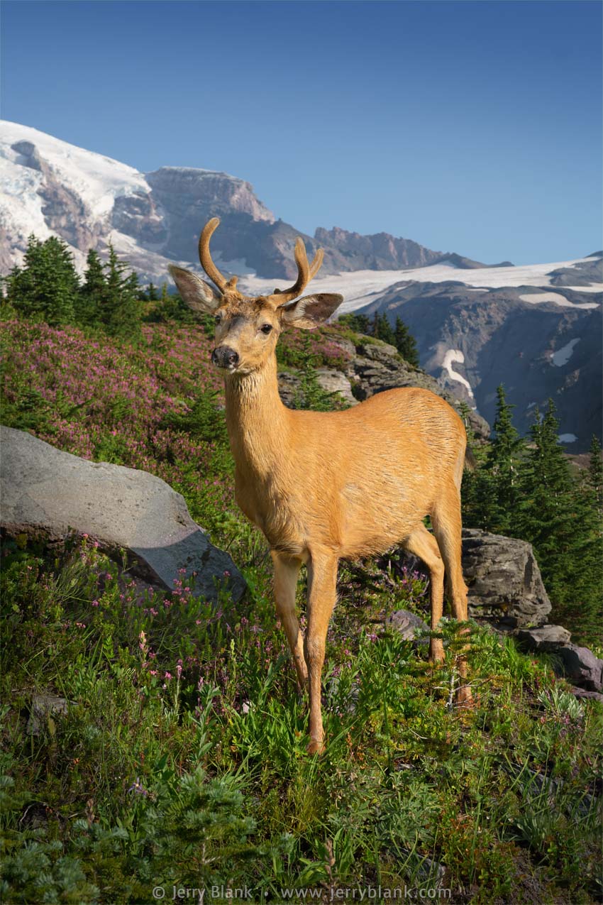 #70211 - A black-tailed deer buck (Odocileus hemionus columbianus) grazes on the southeast foothills of Mount Rainier in Washington - photo by Jerry Blank