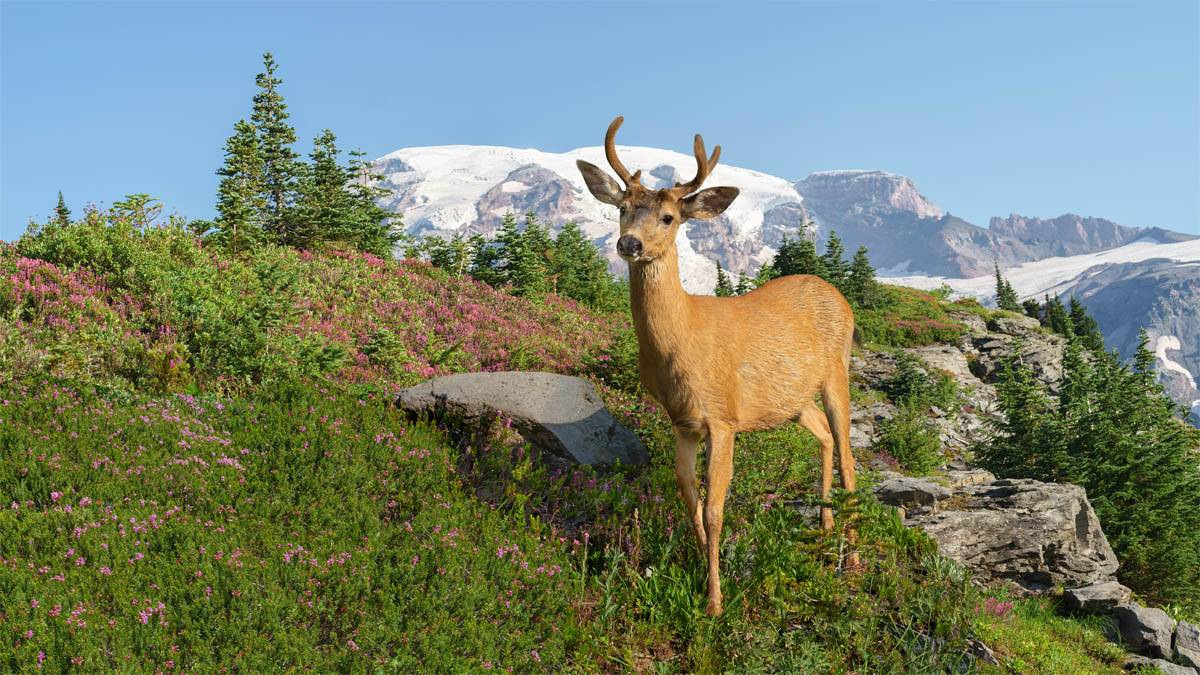 #70213 - A young black-tailed mule deer (Odocileus hemionus columbianus) buck grazes on the lower slopes of Mount Rainier in Washington - photo by Jerry Blank